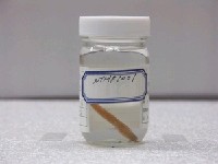 藏品(印度小公魚)的圖片